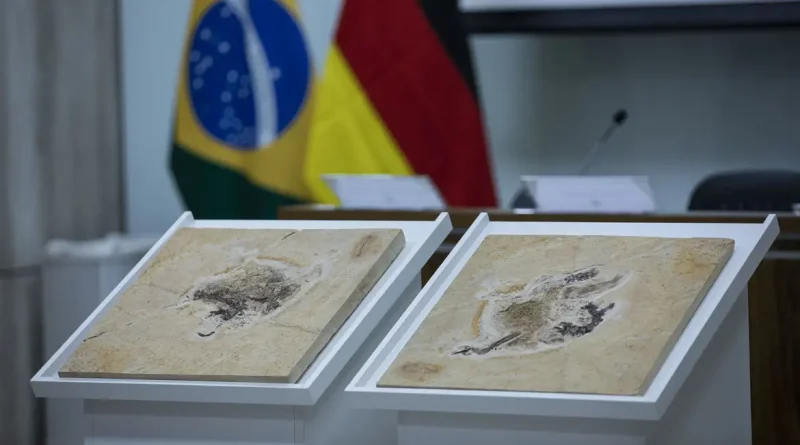 Brasil quer repatriar fósseis de dinossauros e patrimônios no exterior