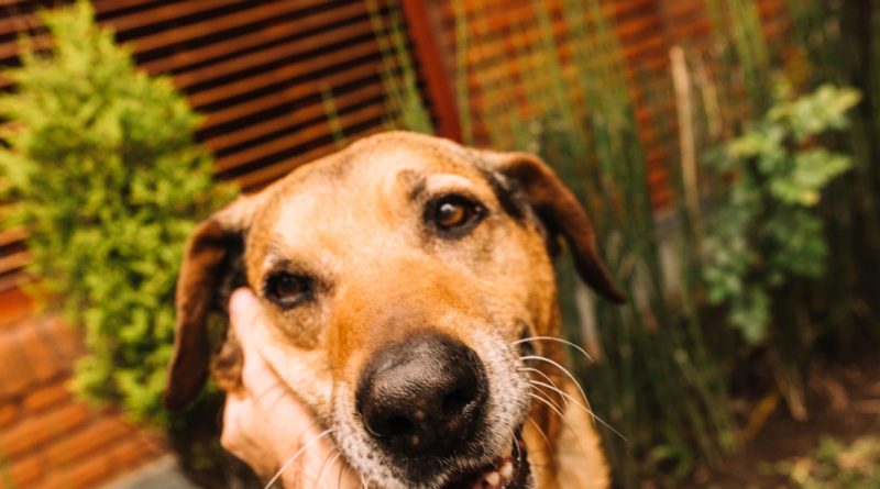 Cães resgatados para adoção