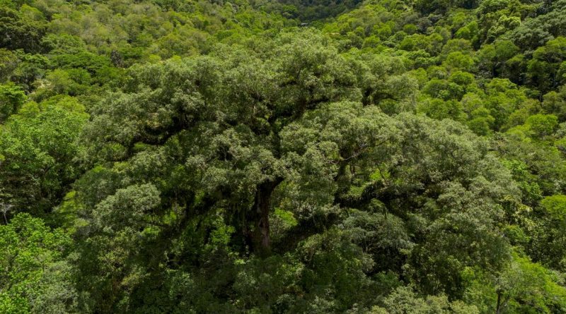 Desmatamento da Mata Atlântica cai 28% e atinge menor nível histórico