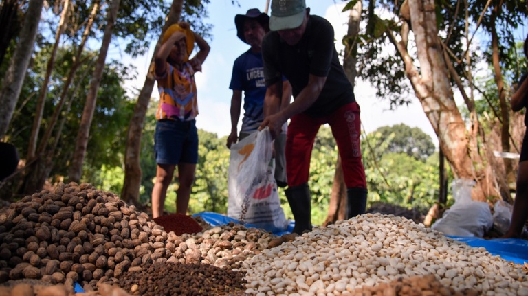 Método tradicional impulsiona reflorestamento e já cobre hectares na Amazônia