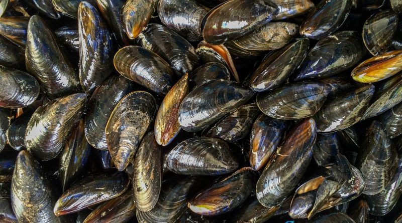 Do oceano ao seu corpo: o caminho do plástico