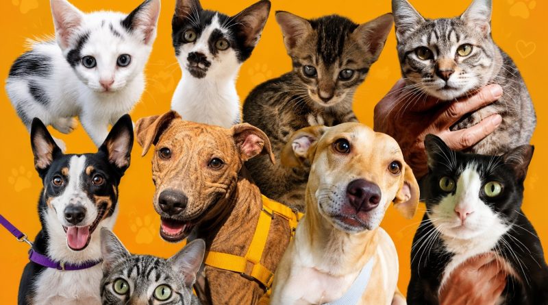 Animais resgatados buscam novo lar em Manaus