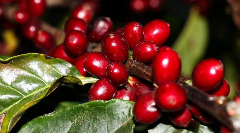 Produtos estratégicos brasileiros ficam fora da tarifa dos EUA