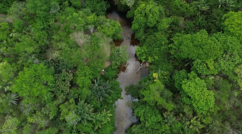 Fogo atinge área 31% menor no Brasil em 2025