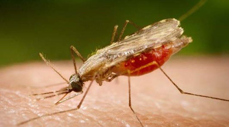 Nova vacina promete proteção ampliada contra malária