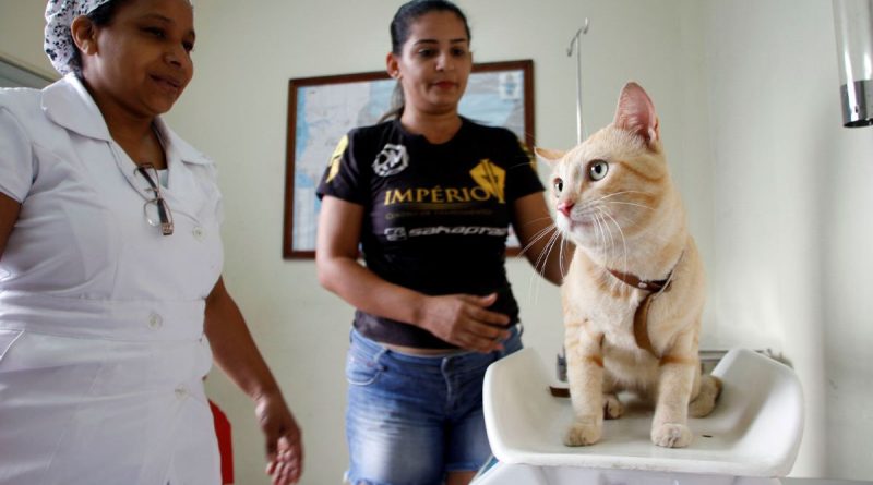 CCZ Manaus destaca benefícios da castração de animais