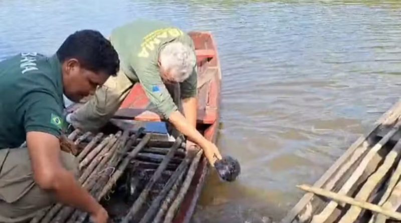 Operação no Rio Cuniuá combate crimes ambientais
