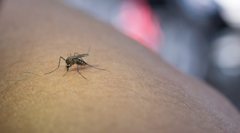 Sintomas de dengue e malária: quando buscar ajuda