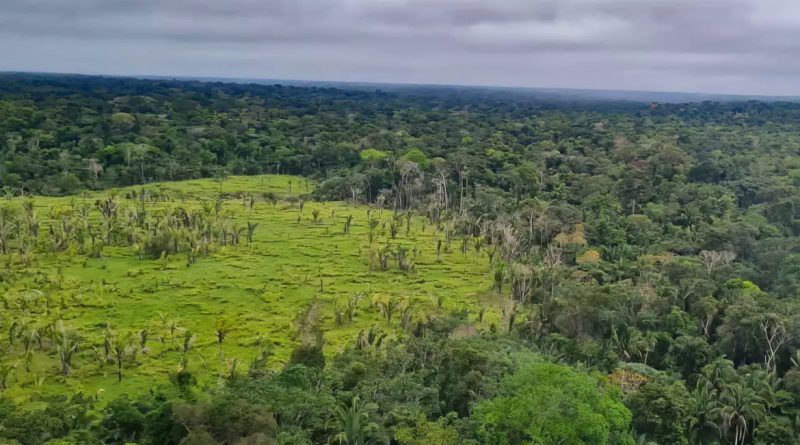 Imazon: 60% das terras indígenas tiveram desmatamento zero