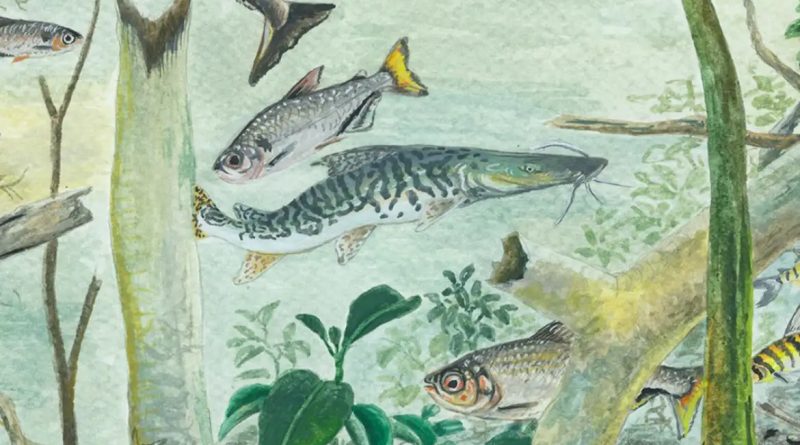 Amazônia reúne 2.716 espécies de peixes, aponta estudo