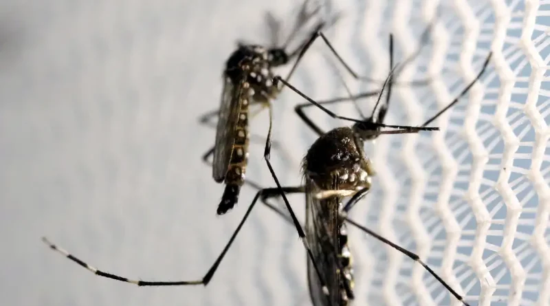Mosquitos de Aedes aegypti são vistos no laboratório da Oxitec em Campinas