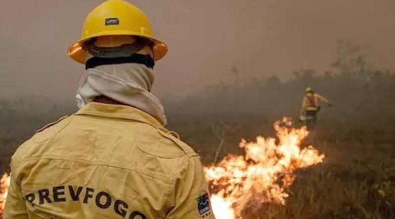 Agente do Ibama faz trabalha de contenção de queimadas e incêndio no Amazonas. Foto: Ibama/Divulgação