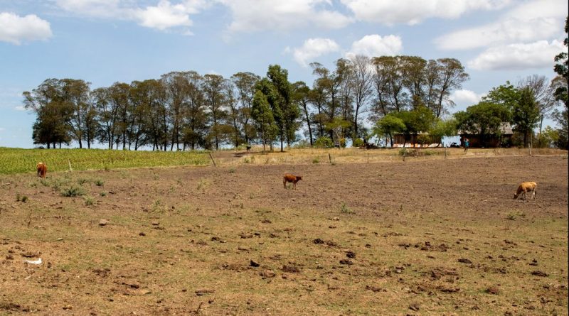 Bagé (RS), 23/02/2023 - Área de região afetada pela estiagem no Rio Grande do Sul. O governo federal deve oficializar medidas para enfrentamento da seca que atinge os municípios gaúchos.