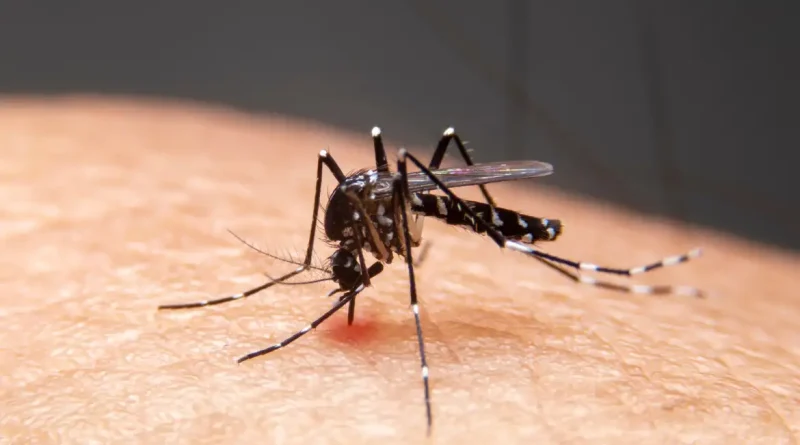 Mosquitos listrados estão sugando sangue na pele humana. Mosquitos são transmissores da dengue e da malária. A dengue é muito comum durante a estação chuvosa. Foto: witsawat/ Adobe Stock