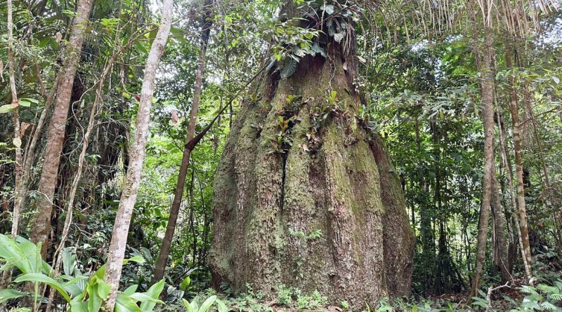 Brasília (DF), 02/09/2026 – Floresta Amazônica conservada em Caracaraí (RR) - Floresta Amazônica conservada em Caracaraí Foto: Fabíola Sinimbú/Agência Brasil