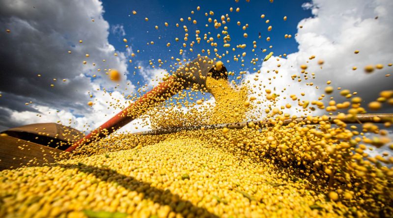 Colheita de soja, agricultura